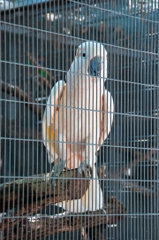 1_ANIMALS-1