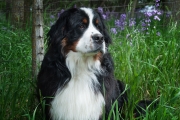 BERNERS #2