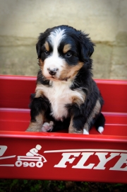 BERNERS-2