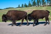 BUFFALO-2