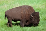 BUFFALO