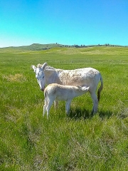 BURROS-3
