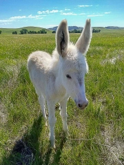 BURROS