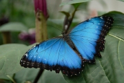 BUTTERFLY-1