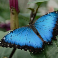 BUTTERFLY-1