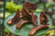 BUTTERFLY-2