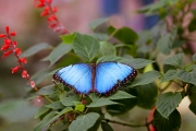 BUTTERFLY-3