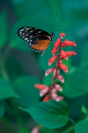 BUTTERFLY-4
