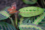 BUTTERFLY-5
