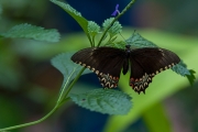 BUTTERFLY-6