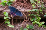 BUTTERFLY-7