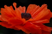 1_FLOWER-1