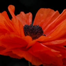 1_FLOWER-1