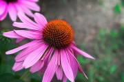 FLOWER-2