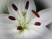 FLOWER-3