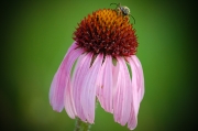 FLOWER-4