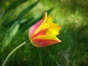 FLOWER-5