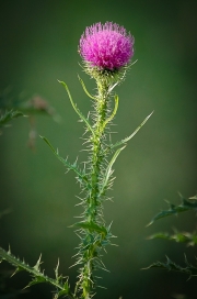 FLOWER-6